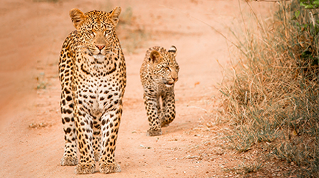 Leopard